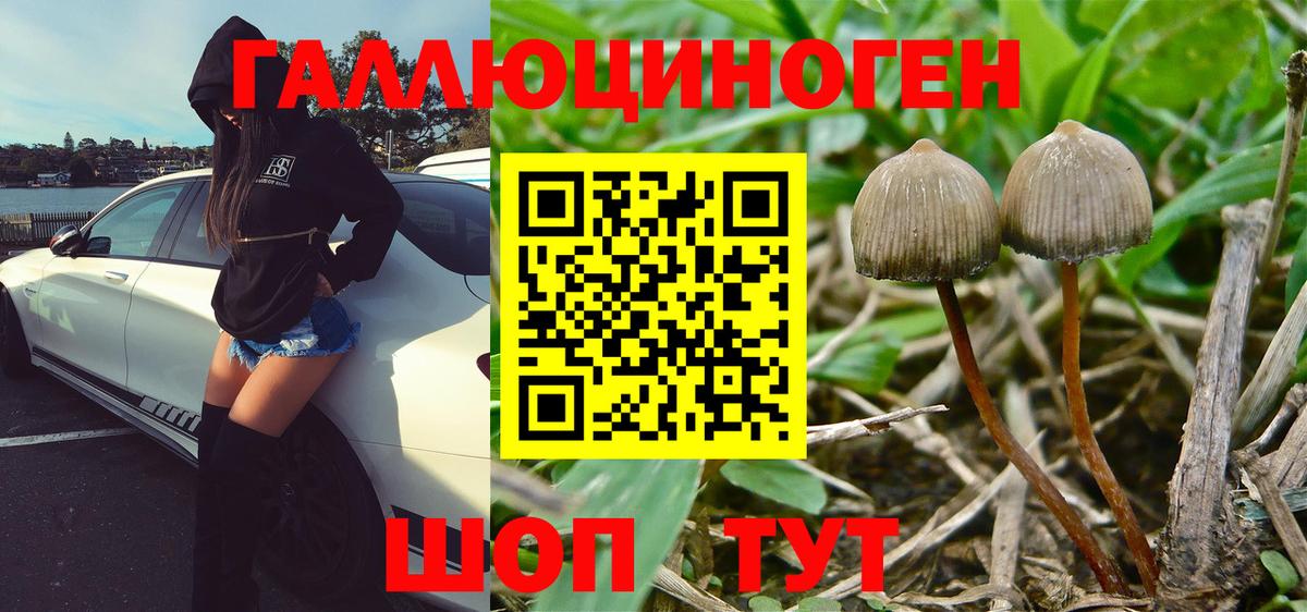 Новосибирск  Галлюциногенные грибы GOLDEN TEACHER  купить наркотик  Вход с VPN 